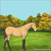 Horse Color:Buckskin Varnish Rabicano 