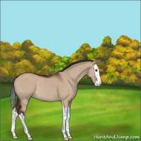 Horse Color:Brown Dun Splash Rabicano 