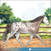 Horse Color:Bay Splash Appaloosa