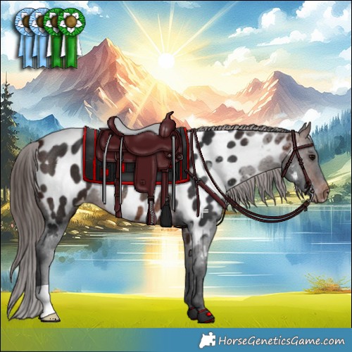 Horse Color:Brown Appaloosa Rabicano 