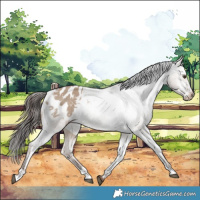 Horse Color:Liver Red Dun Appaloosa Rabicano 