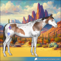 Horse Color:Bay Splash Tobiano 