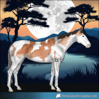 Horse Color:Bay Splash Tobiano