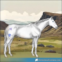 Horse Color:Gray Silver Bay Dun Splash Tobiano