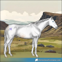 Horse Color:Gray Silver Bay Dun Splash Tobiano 
