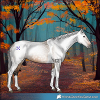 Horse Color:Gray Bay Dun Tobiano 