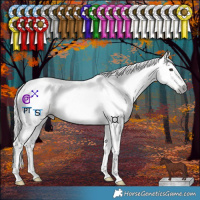 Horse Color:Gray Red Dun Tobiano