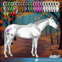 Horse Color:Gray Red Dun Tobiano 