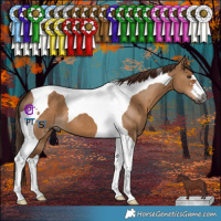 Horse Color:Gray Red Dun Tobiano 