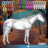 Horse Color:Gray Red Dun Tobiano 