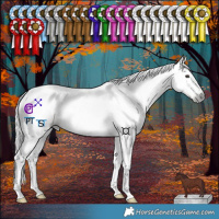 Horse Color:Gray Red Dun Tobiano