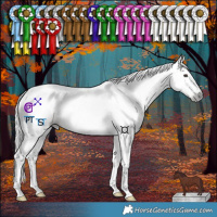 Horse Color:Gray Red Dun Tobiano