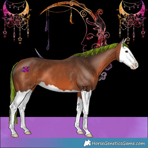 Horse Color:Painted Bay Splash 