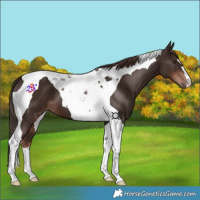Horse Color:Liver Chestnut Tobiano 