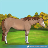 Horse Color:Red Dun Splash  and Red Dun Splash 