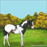 Horse Color:Brown Splash Tobiano Appaloosa Rabicano
