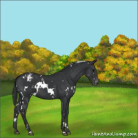Horse Color:White Spotted Black Varnish 