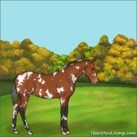 Horse Color:White Spotted Buckskin Appaloosa 