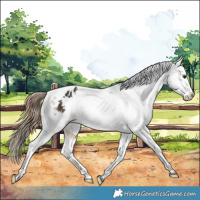 Horse Color:White Spotted Buckskin Varnish 