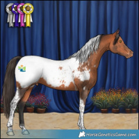 Horse Color:Bay Tobiano Appaloosa 