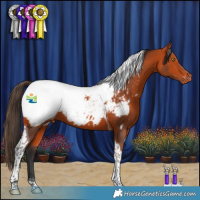Horse Color:Bay Tobiano Appaloosa 