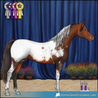 Horse Color:Bay Tobiano Appaloosa