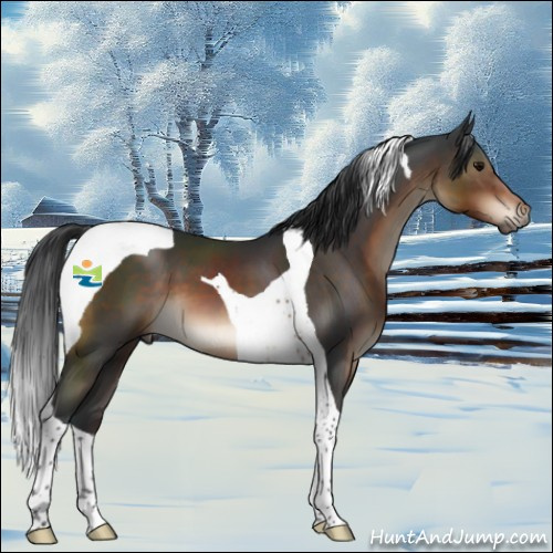 Horse Color:Brown Tobiano 