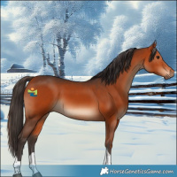 Horse Color:Bay Tobiano 