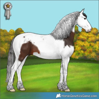 Horse Color:Brown Splash Tobiano 