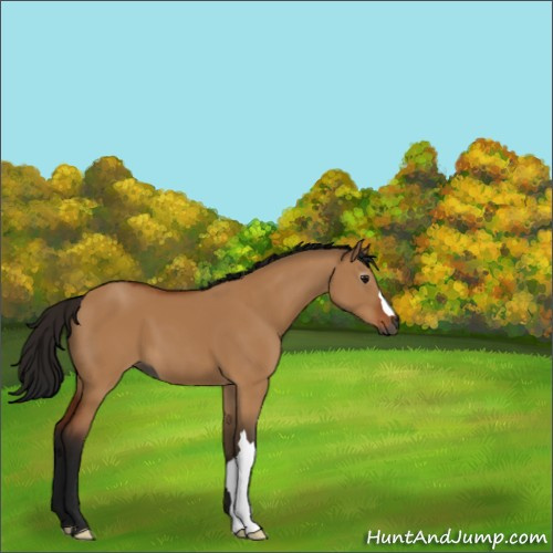 Horse Color:Gray Bay Dun 