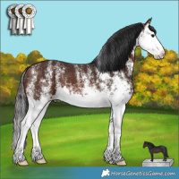 Horse Color:White Spotted Brown Splash 