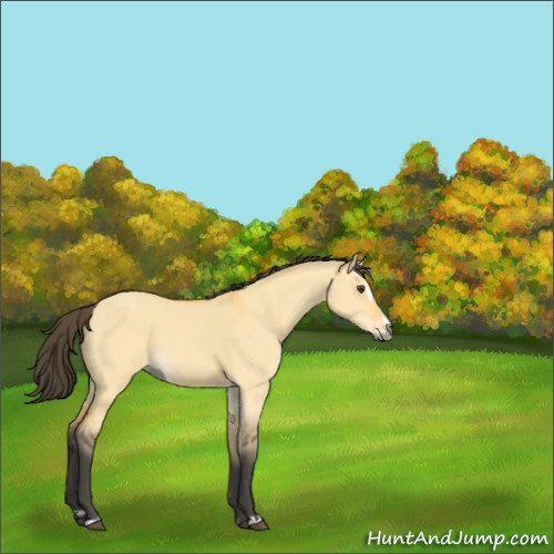 Horse Color:Buckskin Dun Sabino