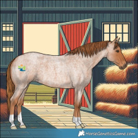 Horse Color:Red Roan 