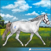 Horse Color:Red Roan Appaloosa 