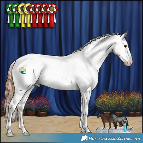 Horse Color:Red Roan Appaloosa 