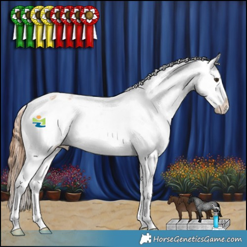 Horse Color:Red Roan Appaloosa 