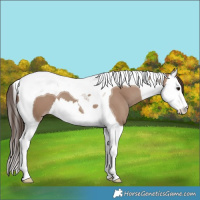 Horse Color:Classic Champagne Splash Tobiano 