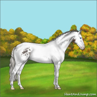 Horse Color:White Spotted Liver Chestnut Splash Tobiano