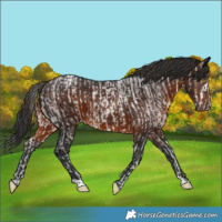 Horse Color:Bay Roan Splash  and Brown 