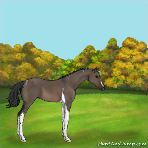 Horse Color:Brown Dun Sabino Tobiano 