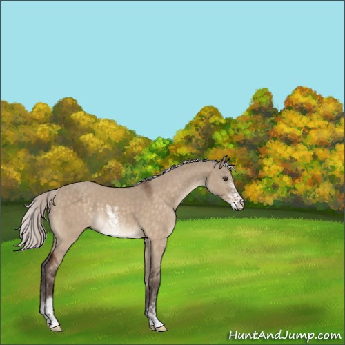 Horse Color:Silver Brown Dun Sabino Rabicano 