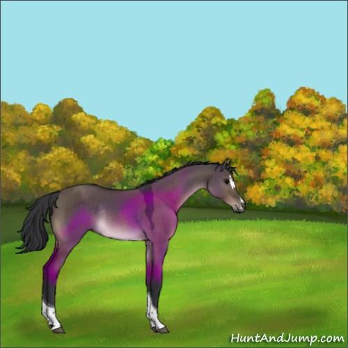 Horse Color:Brown Dun Sabino Tobiano Rabicano 