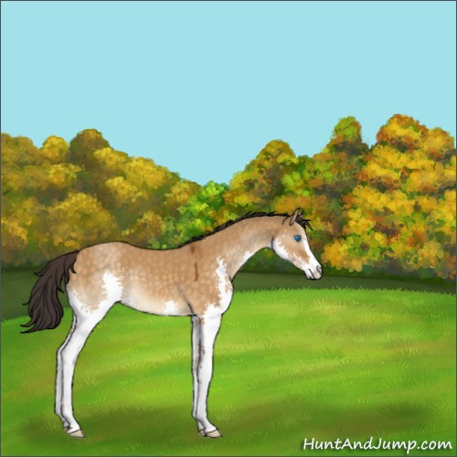 Horse Color:Buckskin Dun Sabino Splash 