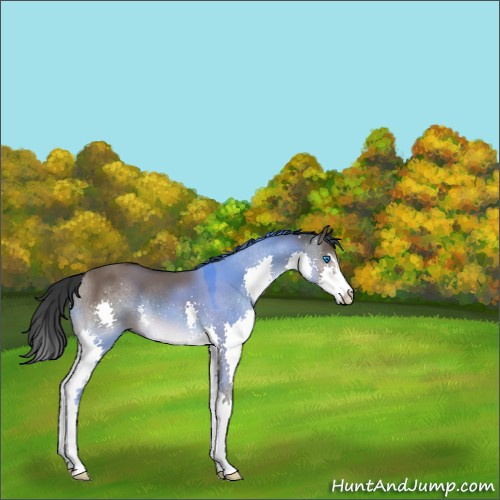 Horse Color:Brown Dun Sabino Splash 