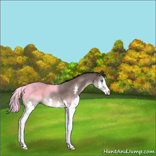 Horse Color:Brown Dun Sabino Splash 