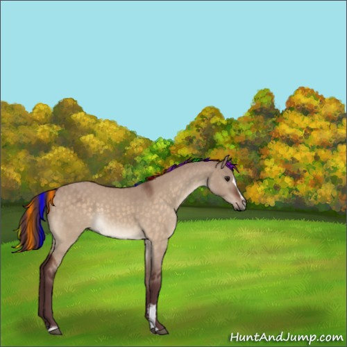Horse Color:Painted Chocolate Brown Dun Sabino Rabicano 