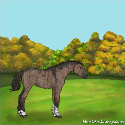 Horse Color:Liver Red Dun Tobiano Rabicano Brindle 