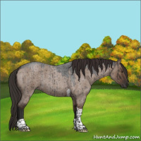 Horse Color:Liver Red Dun Roan Tobiano Rabicano Brindle 