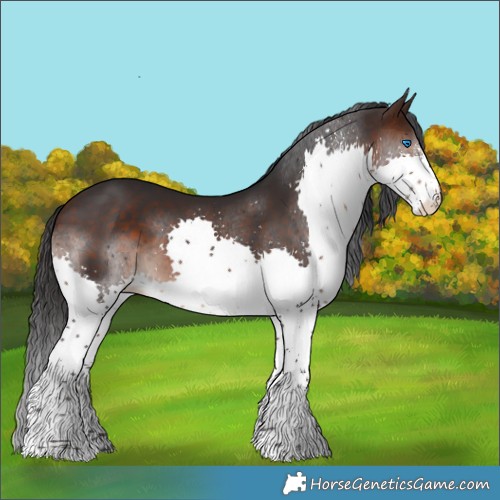 Horse Color:Brown Sabino Splash 