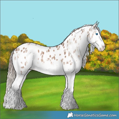 Horse Color:Chocolate Palomino Dun Sabino Splash  and Liver Red Dun Sabino Splash Appaloosa 